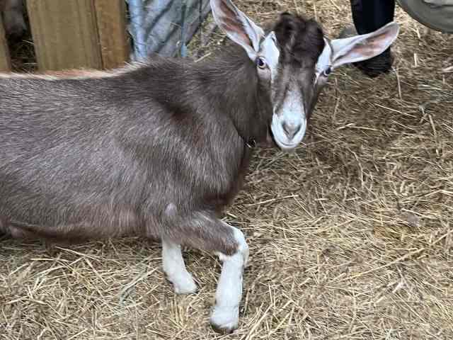 Toggenburg buck kid | Livestock | Gumtree Australia Dorset Area ...