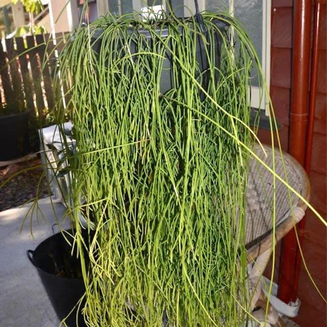Rhipsalis cassutha hanging basket Plants Gumtree Australia Brisbane
