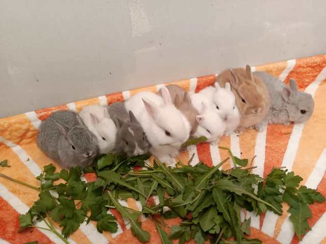 Purebred Netherland dwarf Baby bunnies Rabbits | Rabbits | Gumtree ...