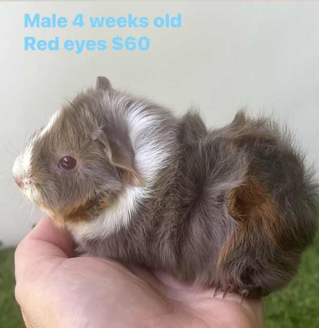 Baby Guinea pigs Other Pets Gumtree Australia Gold Coast North