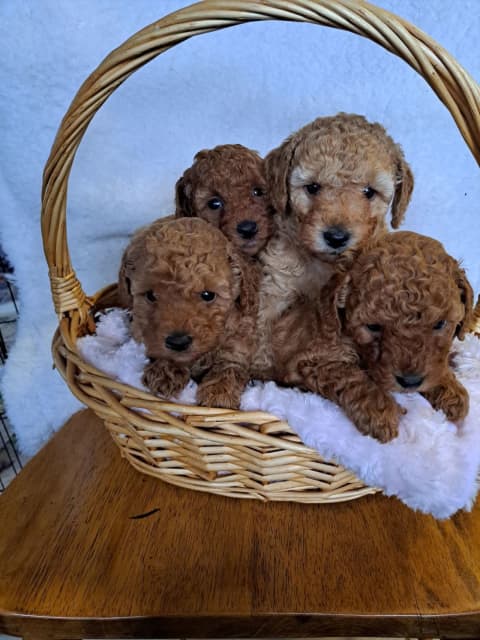 4 week old toy cheap poodle