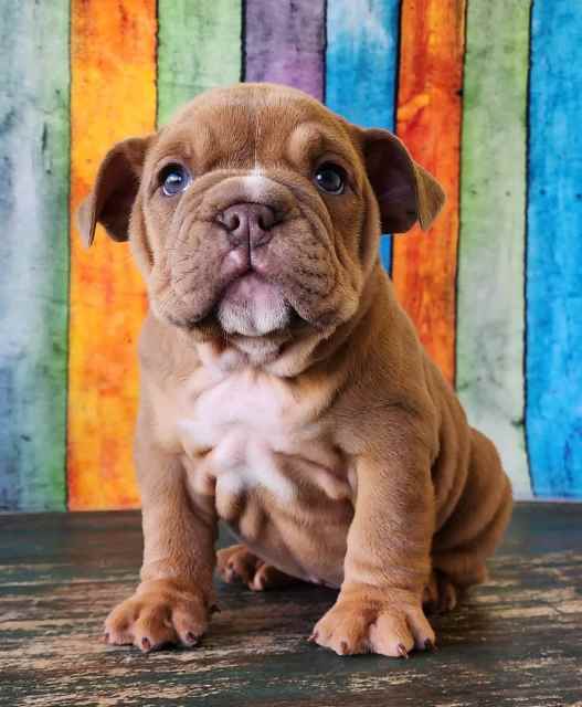 Aussie Bulldog Pups ABCA Registered 🩷 Dogs & Puppies Gumtree Australia New South Wales