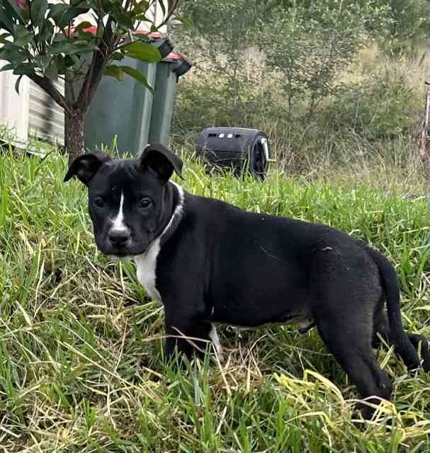 Staffy American Staffordshire Amstaff puppy Dogs & Puppies Gumtree Australia Cessnock Area