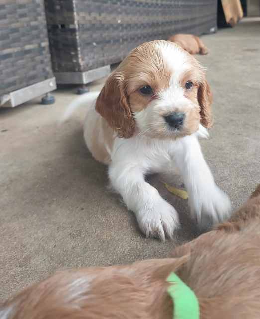 Cockaleir pups forsale Dogs & Puppies Gumtree Australia Mackay City
