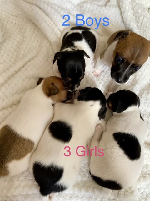 mini fox terrier for sale gumtree