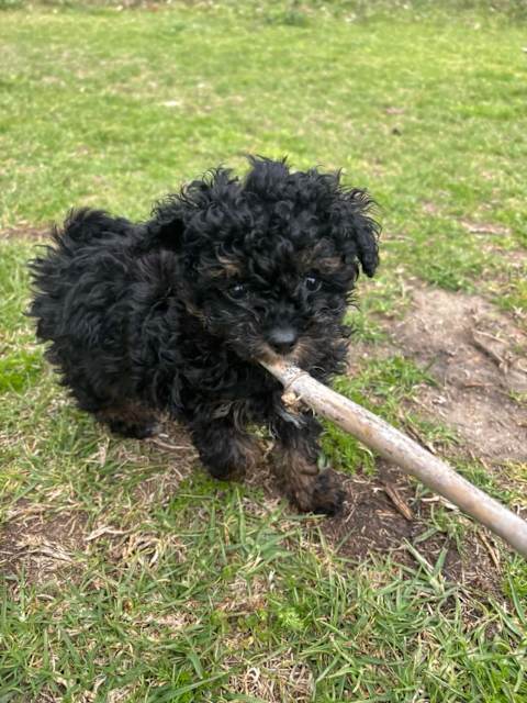 Full Grown Adopt A Poodle Cross TINY Toy Moodle Female- DNA