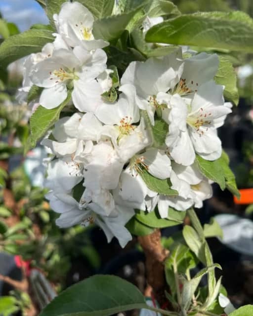 COLUMNAR APPLE PBR 25 cm pots Flowering or fruiting Many varieties