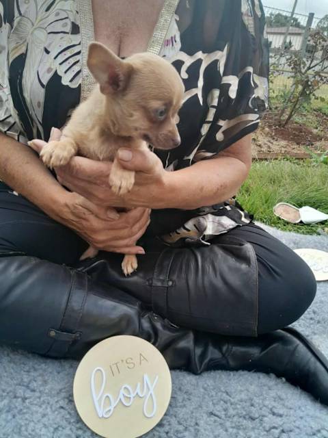 Chihuahua Dogs Puppies Gumtree Australia South Burnett Area