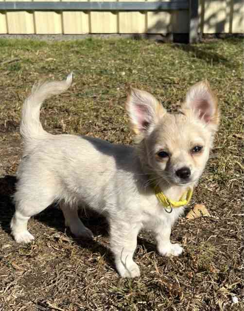 Chihuahua Puppies Dogs & Puppies Gumtree Australia Wodonga Area