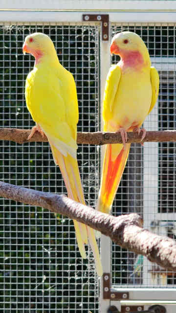 Various coloured Princess Parrots for sale | Birds | Gumtree Australia Lake Macquarie Area ...