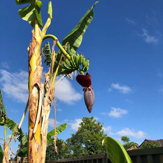 Little Banana Tree no need to buy banana anymore or leaves for cooking Plants in Parramatta