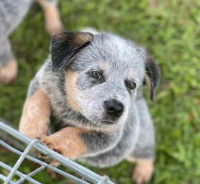 Aust cattle dog pups Dogs & Puppies Gumtree Australia Mackay