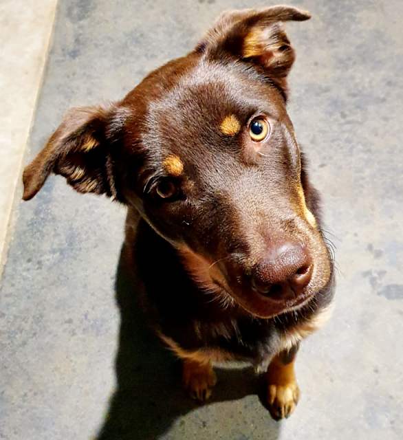 Can A 9 Month Old Male Dog Breed