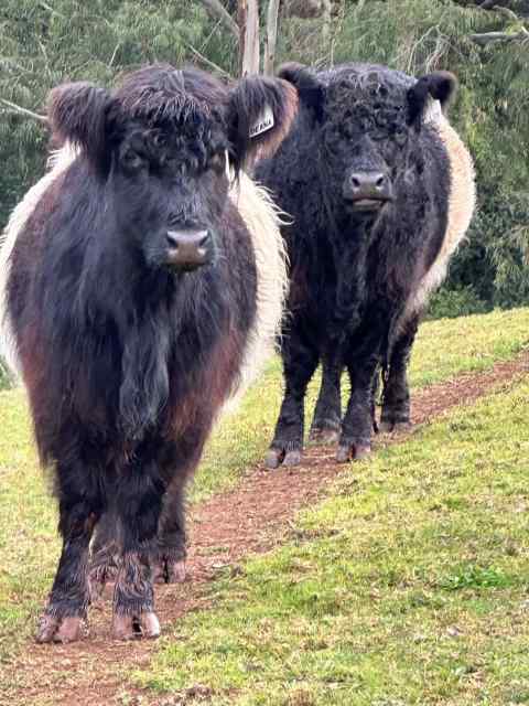 Breeder - Miniature Belted Galloway Cattle | Livestock | Gumtree ...