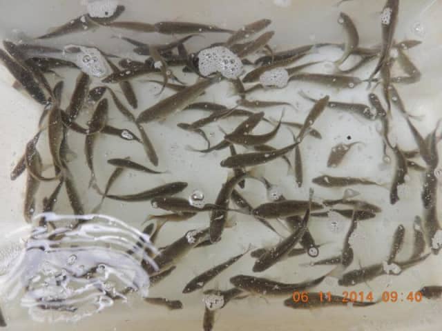 ,Silver Perch, Marron,Pygmy perch,Glass shrimp.Goldfish | Fish ...