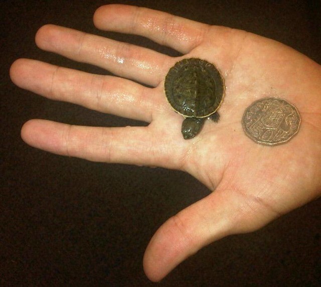 BABY TURTLES 3 stores Hoppers Crossing, Ferntree Gully, Geelong