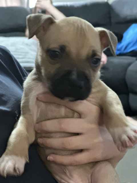 Staffy x Red Nose Puppy | Dogs & Puppies | Gumtree Australia Redcliffe ...