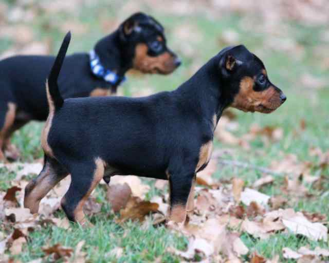 Miniature Pinscher and chihuahua puppies Dogs & Puppies Gumtree