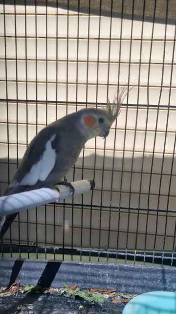 1 hand raised tame Cockatiel and to cage raised cockatiels for sale ...