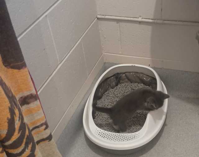 3 female 1 male kittens for new home Cats & Kittens Gumtree