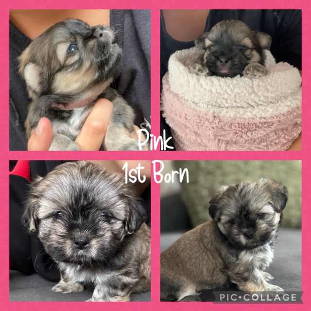 Maltese x Shih Tzu Puppies - Female | Dogs & Puppies | Gumtree ...