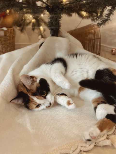 3 year calico cat | Cats & Kittens | Gumtree Australia Caboolture Area ...