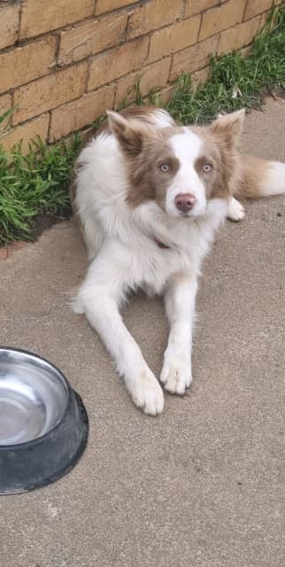 why do border collies shake