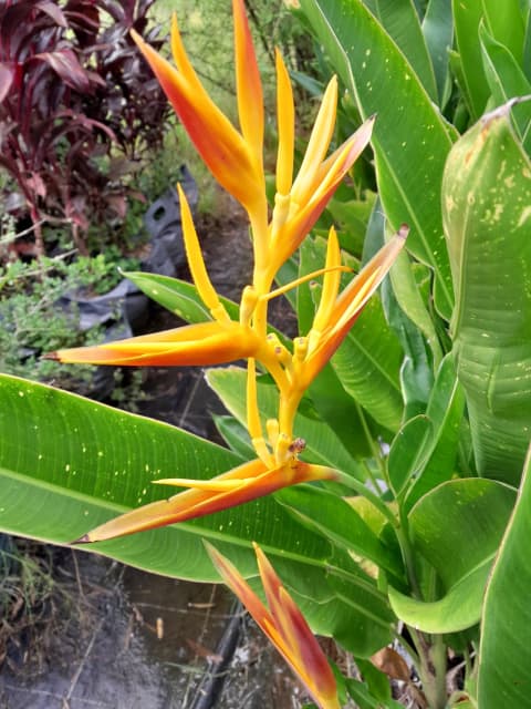 HELICONIA MULTI STEMMED GOLD FLOWER ADV. 45 LITRE GROW BAGS 4 SALE OZ ...