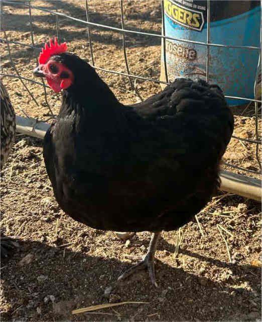 Bantam Australorp Pullets, Other breeds available | Livestock | Gumtree ...