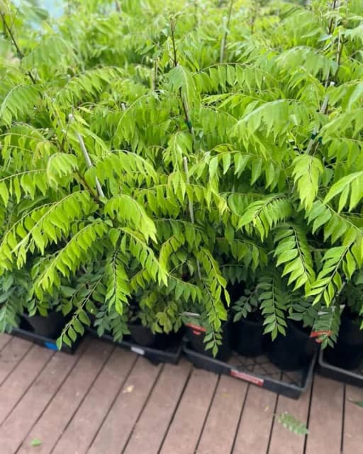 Curry Leaf Plants Murraya koenigii 5L pots Great Size Batch Plants