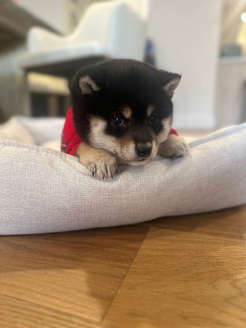 Beautiful Black Shiba Inu Puppies – Pedigree Purebred Dogs