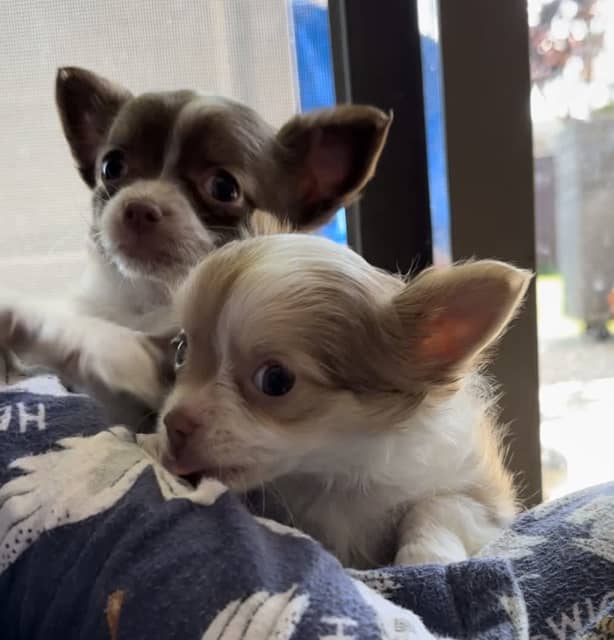 Long hair chihuahua boys READY TO GO ! Dogs & Puppies Gumtree