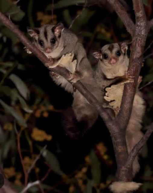 Marsupials sugar gliders ringtail possums, woylie/ Brushtail Bettong ...