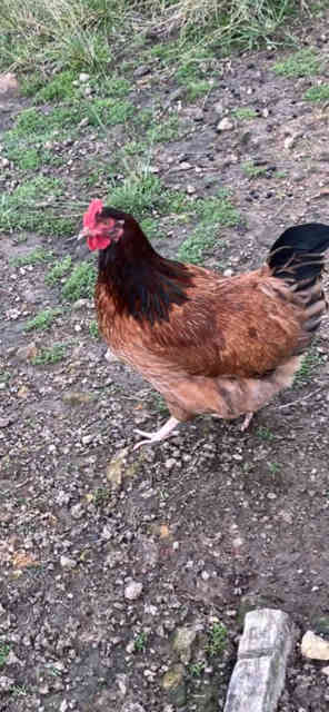 8 Month old Rhode Island Red X Chooks | Livestock | Gumtree Australia ...