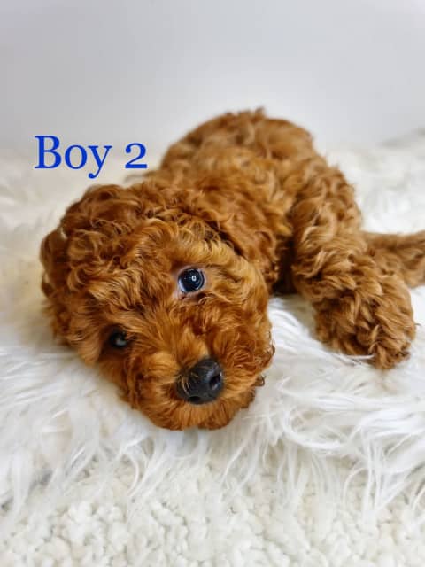 F1b cavoodle 2024