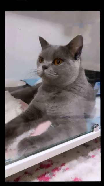 British shorthair hot sale retired cats