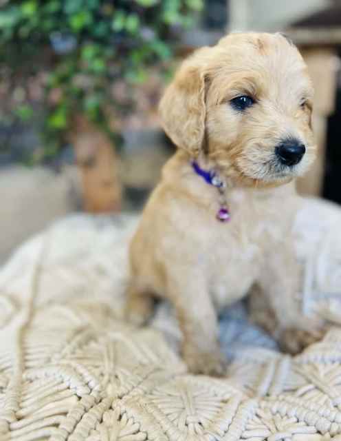 how do you introduce a male dog to a female puppy