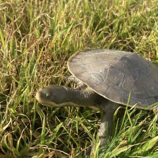 Murray river short neck turtle | Reptiles & Amphibians | Gumtree ...