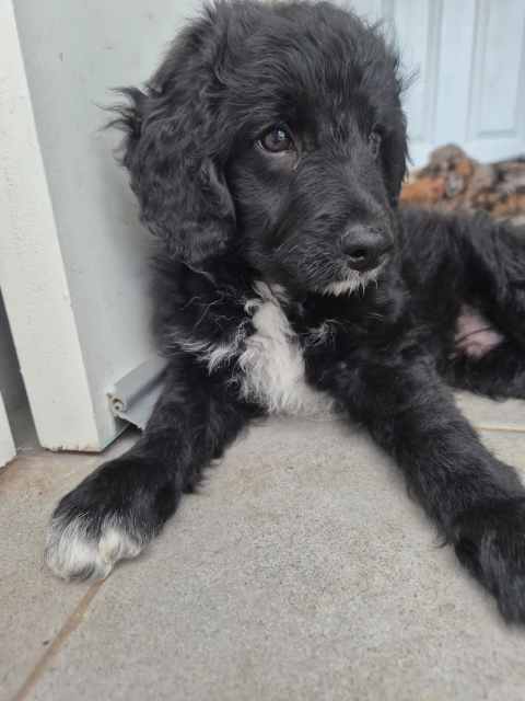 Magnificent best sale bordoodle puppies