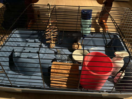 Guinea pig supplies indoor outdoor cages extras Pet Products