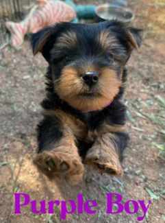 Silky terrier puppies for gumtree shops