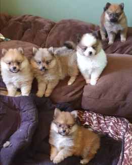 Gumtree pomeranian puppies fashion for