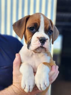 Boxer clearance puppies gumtree