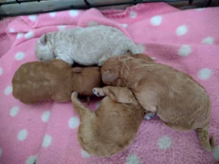 Toy poodle outlet gumtree