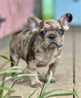 French bulldog best sale puppies gumtree