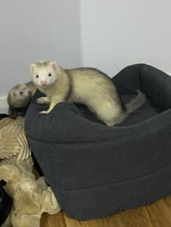 Ferrets for sale sales gumtree