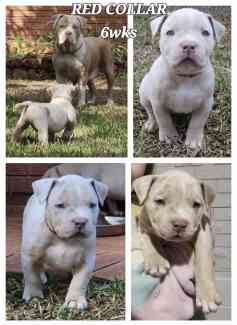 American Bully Pups registered ABKC. 8wks old ready to go Dogs Puppies Gumtree Australia Belmont Area Cloverdale 1327321300