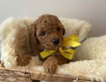 Quality Miniature Poodle cross puppies. Transport available Dogs Puppies Gumtree Australia Albury Area Howlong 1327119311