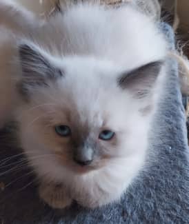 gumtree ragdoll