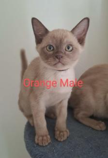 Burmese kittens best sale trade me